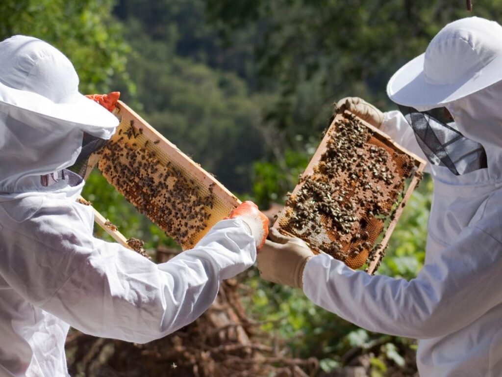 Protect bees and your property. Learn who to call for bee removal in Holyoke, MA. Federation Pest Control connects you with local experts.