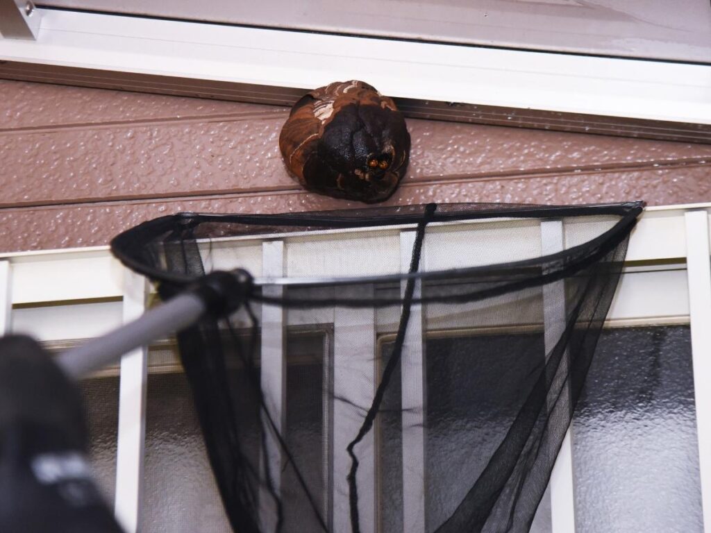 who-removes-hornets-nests-holyoke-ma