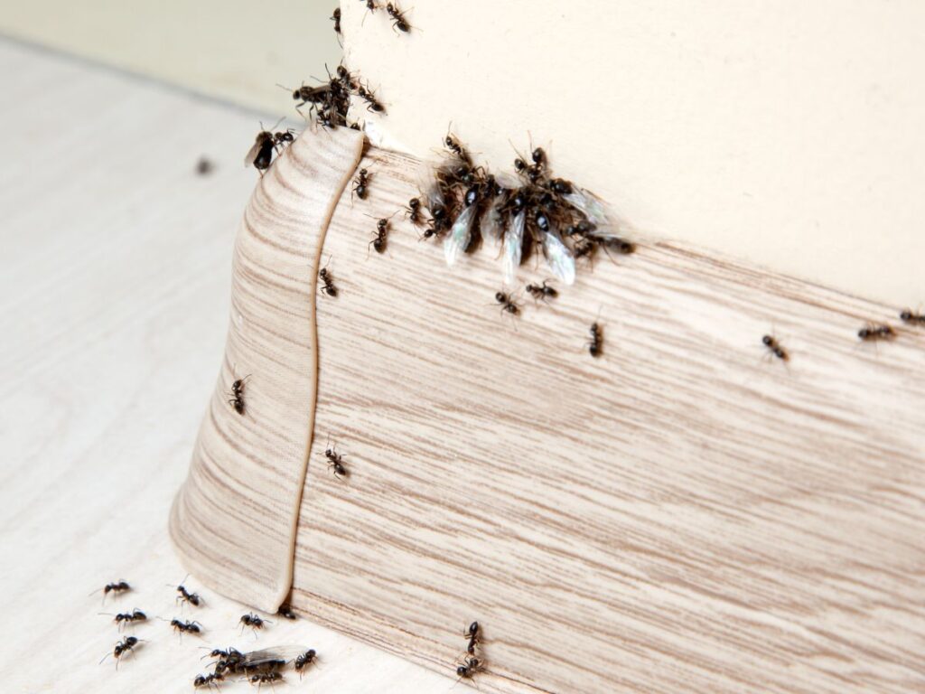 Learn how much is pest control for ants in However, MA. Federation Pest Control explains pricing, treatment options, and cost factors.