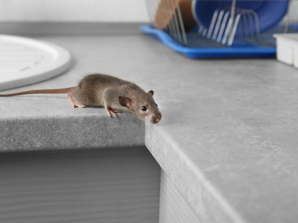does homeowners insurance cover rodent removal