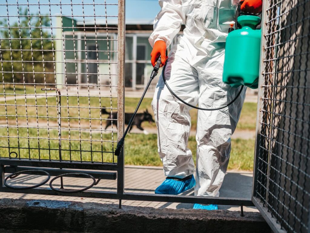 who-to-call-for-dead-rodent-removal