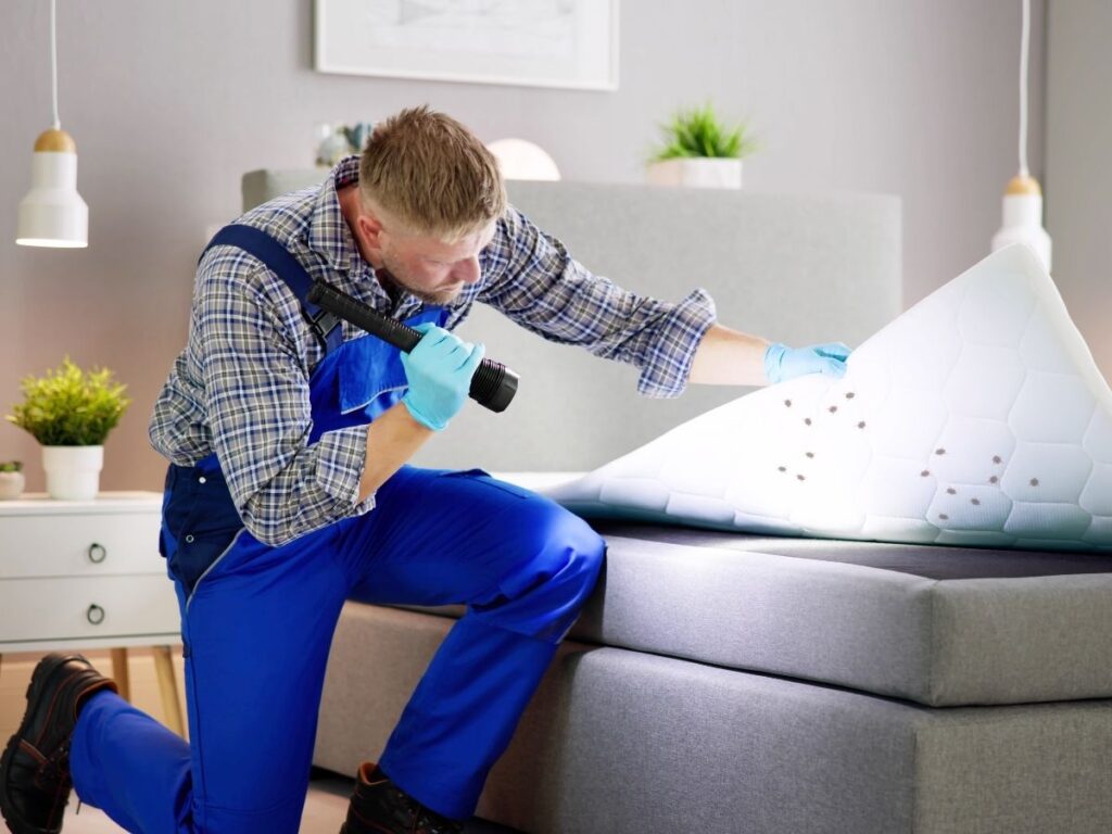 how-much-is-pest-control-for-bed-bugs