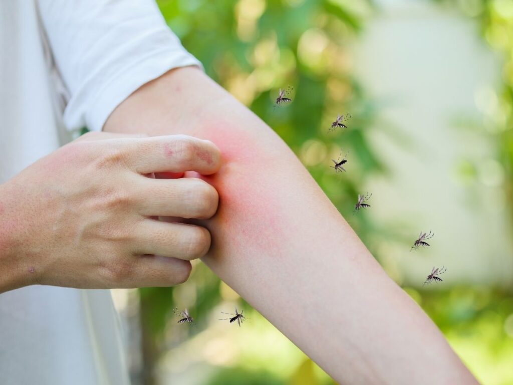 how much is mosquito treatment