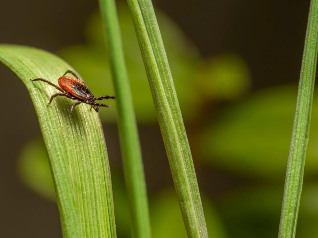 Learn how to prevent ticks in Holyoke, MA with proven yard maintenance and personal protection strategies from Federation Pest Control.