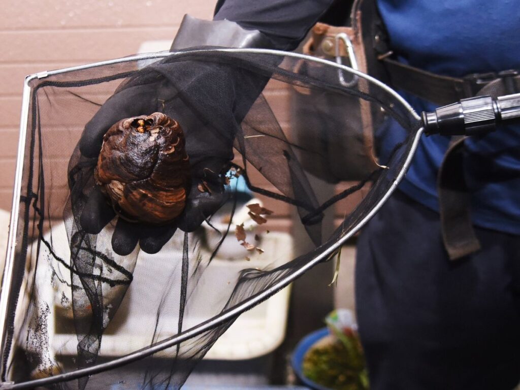 can-exterminators-get-rid-of-wasps-holyoke-ma